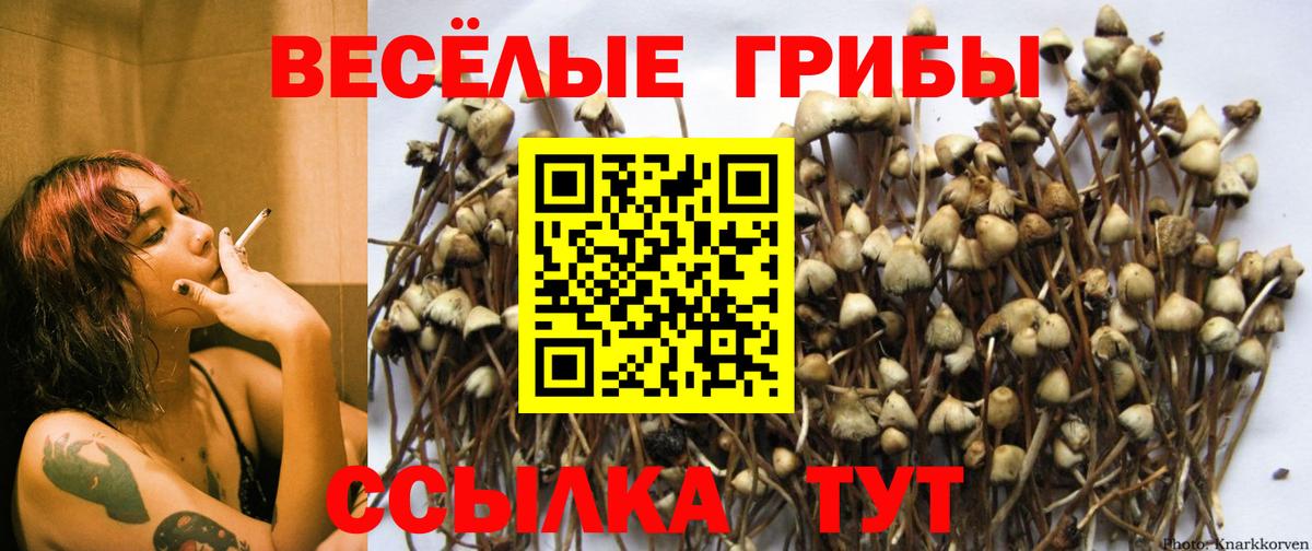 где можно купить наркотик  Псилоцибиновые грибы Magic Shrooms  Вход с VPN  Киреевск  Галлюциногенные грибы Psilocybine cubensis 
